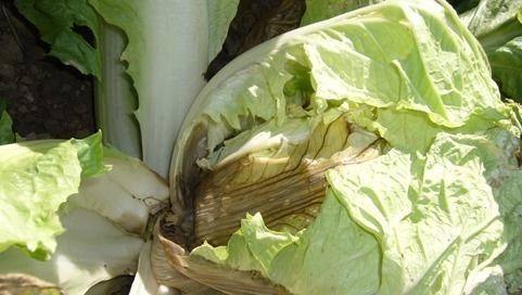 白菜软腐病